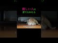優しい人に育てられたうさぎの行動