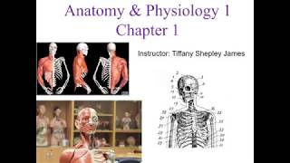 Chapter 1 Introduction to Anatomy and Physiology screenshot 2