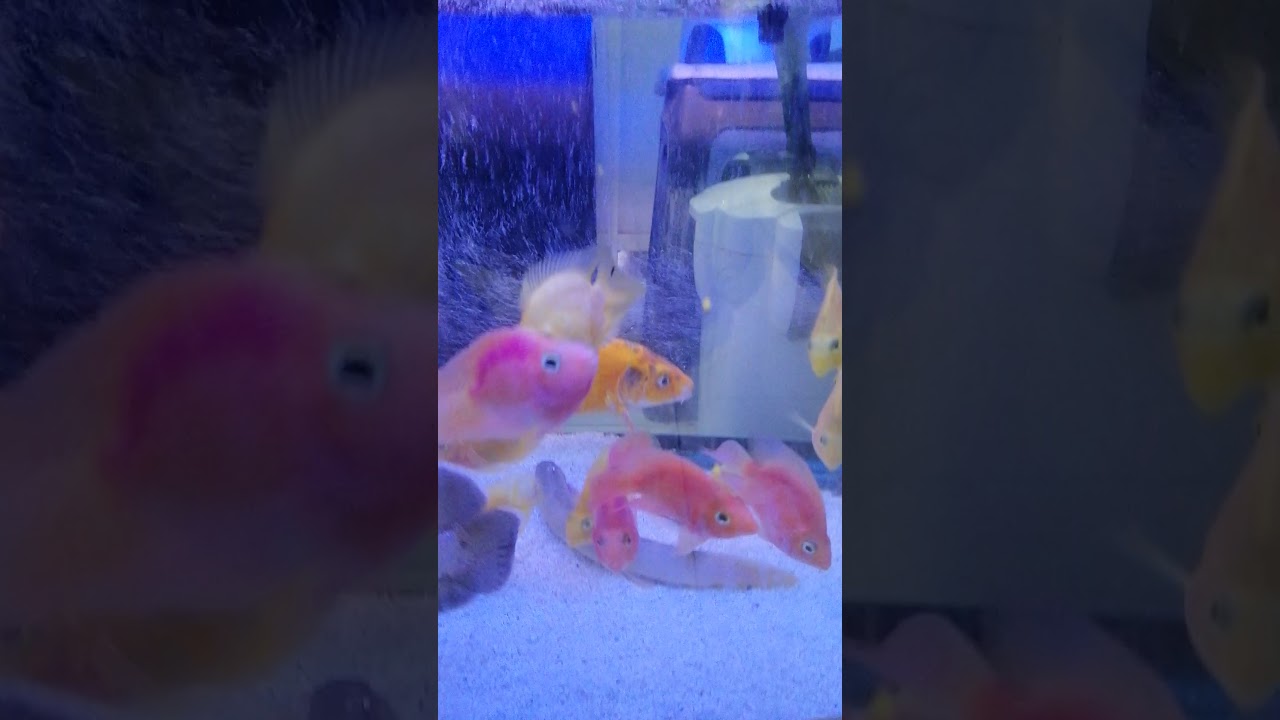 Sharjah Birds Market YouTube