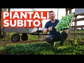 10 ORTAGGI che puoi COLTIVARE SUBITO nel TUO orto