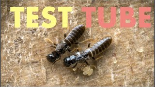 RAISING TERMITE QUEEN & KING in TEST-TUBE | DIY by Nordic Ants 90,789 views 5 years ago 2 minutes, 36 seconds