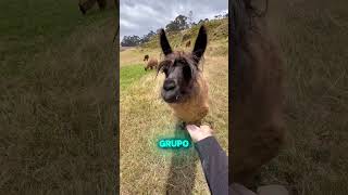 Cochasquí Pirámides Ecuador