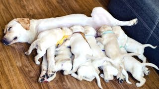 Dog Moms Nursing Their Cute Baby Puppies Videos Compilation 2018