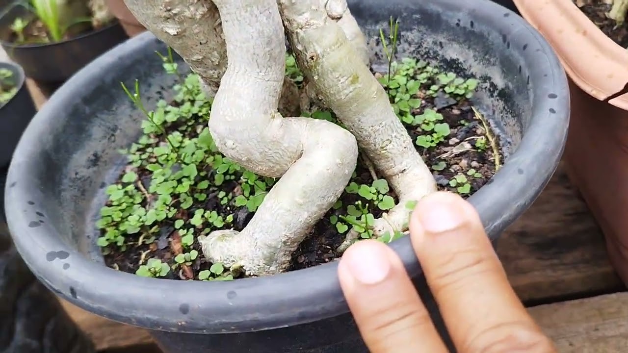 Meio dia no jardim com chuva 9491972307 Luciano Ferreira Rosa do deserto 