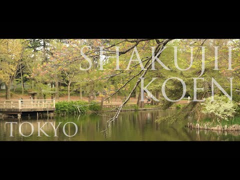 【音楽のみの風景動画】石神井池の水鏡、夕暮れ空が金色に写る（東京都練馬区・石神井公園） SHAKUJII KOEN PARK - TOKYO