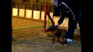 Roxy - The Rescue Staffy - Beginners Agility Training