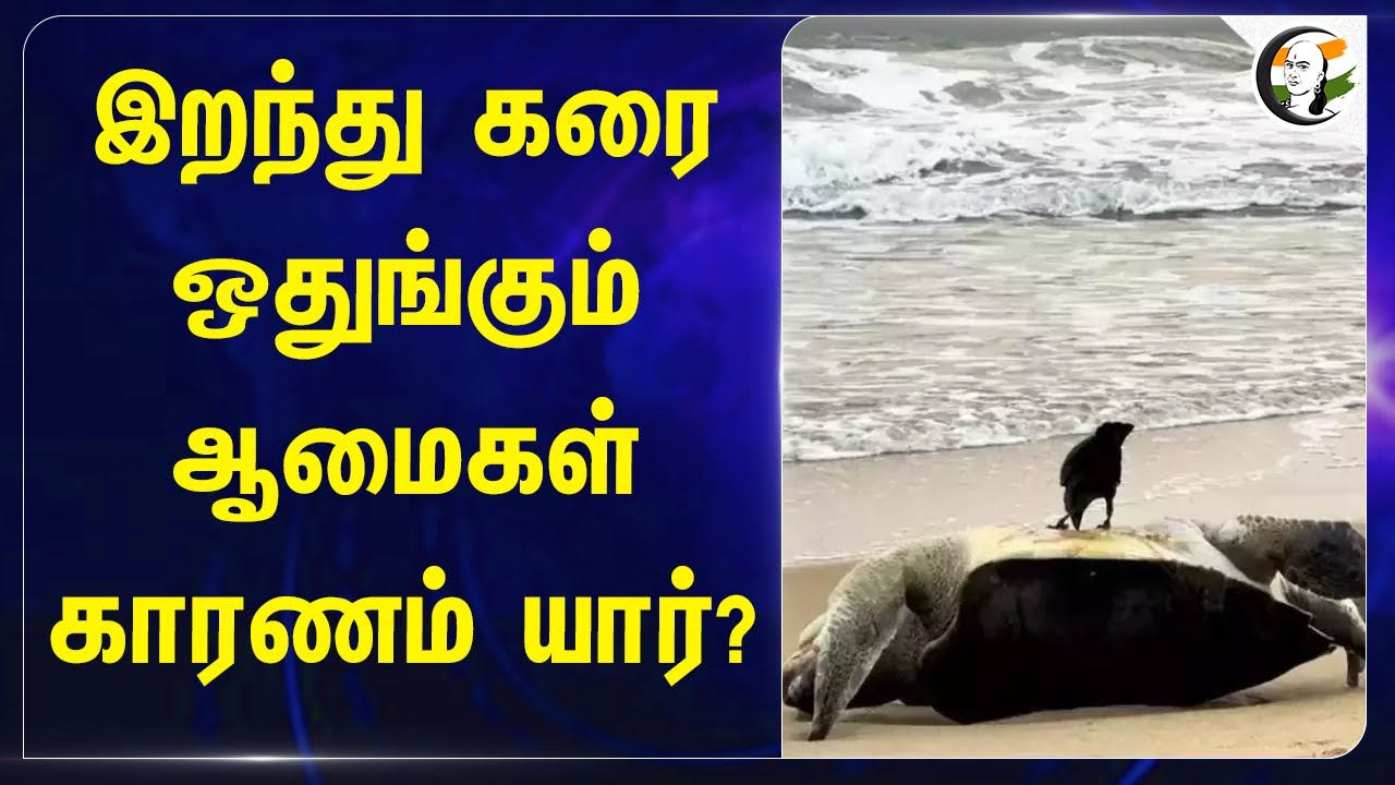 இறந்து கரை ஒதுங்கும் Turtles காரணம் யார்? | Puducherry