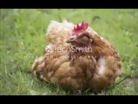 Vidéo: Maladies Des Poulets. Non Infectieux. Partie 2