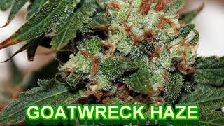 Rare Dankness Seeds - Cannabis Strain Series #77 - STRAIN TV