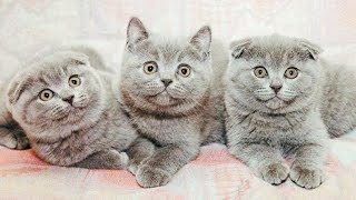 Как приучить котят к лотку#苏格兰小猫 Как приучить котят к лотку#苏格兰小猫