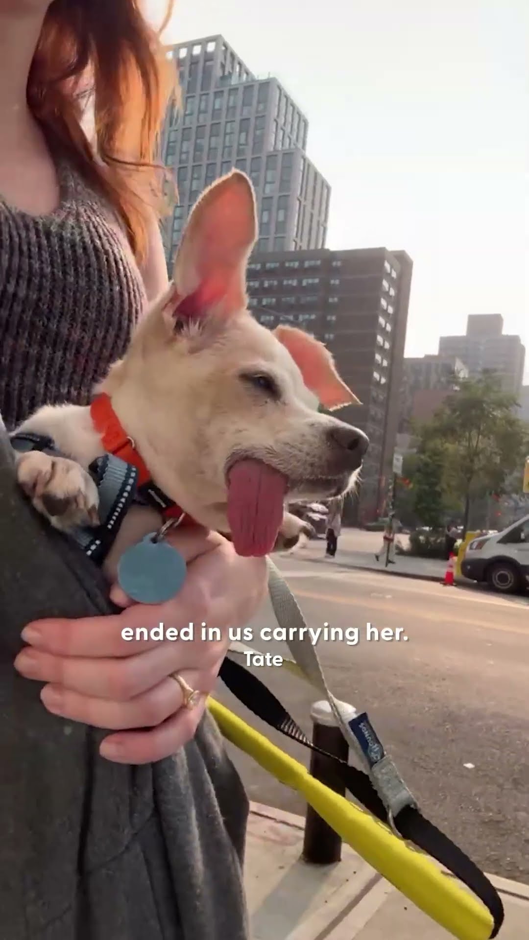 Overweight Senior Dog Becomes Obsessed With Toys | The Dodo