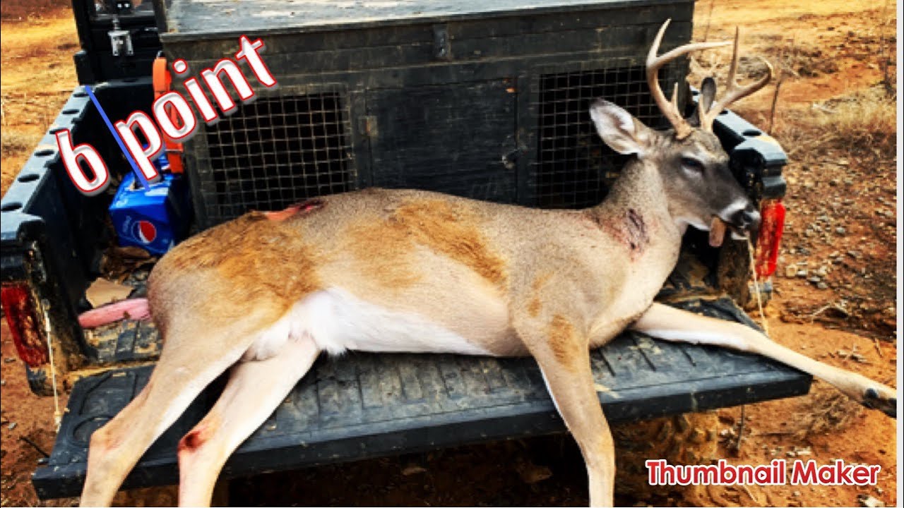 Deer Dog Drives 11/30/19 (BUCK JUMPS UP RIGHT ON ME) YouTube