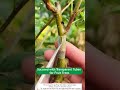 【Farmers Hack】Transparent Tubes for Fruit Trees #farming #farmer #agriculture