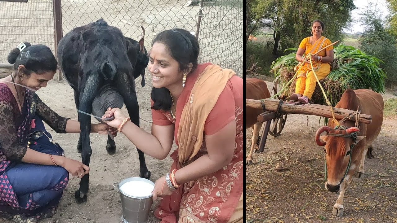🌸Goat milking by hand by 2 beautiful women | Wonderful village vlog 😍 | Evening routine of farm 🥰🌸❤