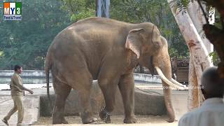 Zoo Park Tirupathi | Tirupati Zoo Food And Travel Tv