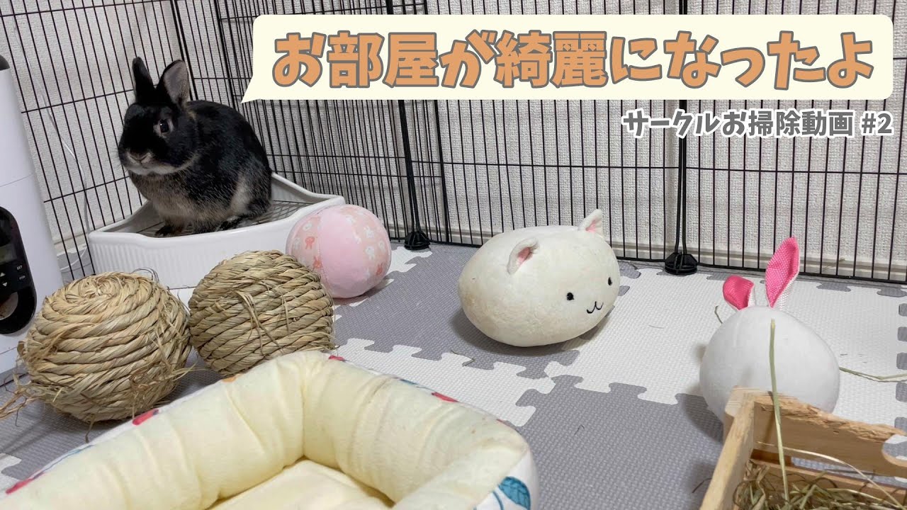 Cleaning My Rabbit's Enclosure [Toilet/Toy Edition] | Netherland