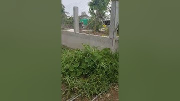 Đất Nền gần Trường Học và UBND  Xã Phước Lý - Cần Giuộc - Long An