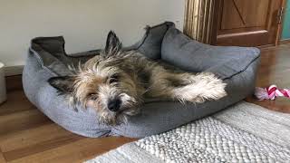 Cairn Terrier 1-2 years  HD 1080p