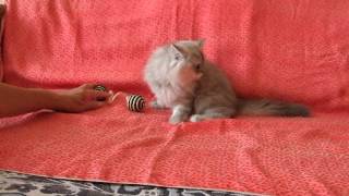 DSCF2514.AVI