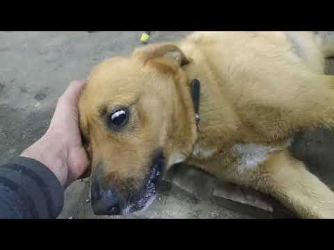 Видео: Судороги и припадки у собак
