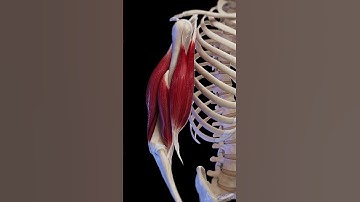 Anatomy and motion of your Biceps  #anatomy #meded #animation