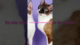 Cornish Rex Characteristics #shorts #cornishrex #cat #fyp #youtubeshorts