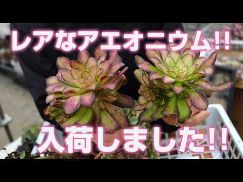 多肉植物】レアなアエオニウム!!入荷しましたのでご紹介!!【succulent