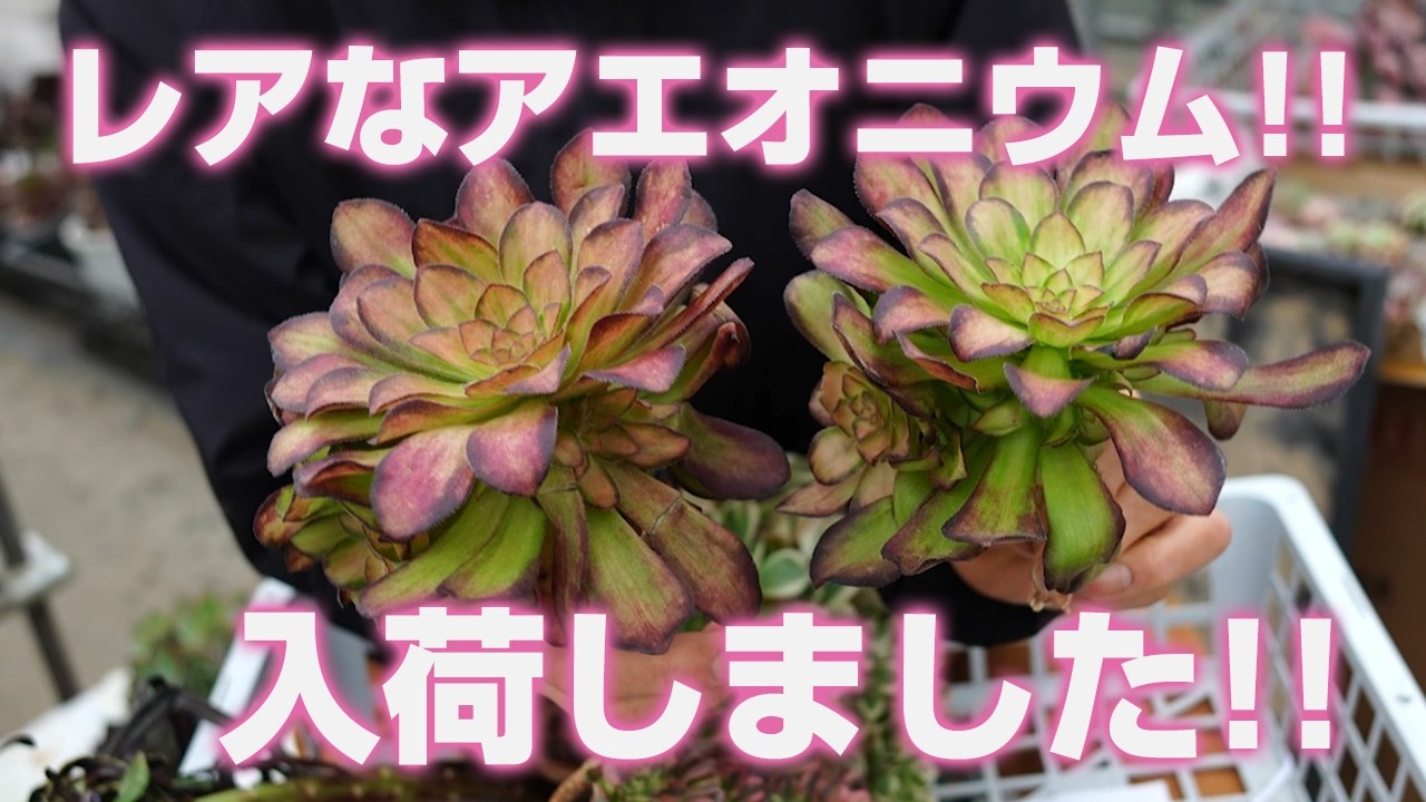 多肉植物】レアなアエオニウム!!入荷しましたのでご紹介!!【succulent