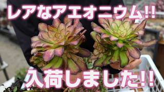 37#多肉植物アエオニウム❤️ バラの木 ❤️16頭19cm 拔き苗 多肉植物】レアなアエオニウム!!入荷しましたのでご紹介!!【succulent