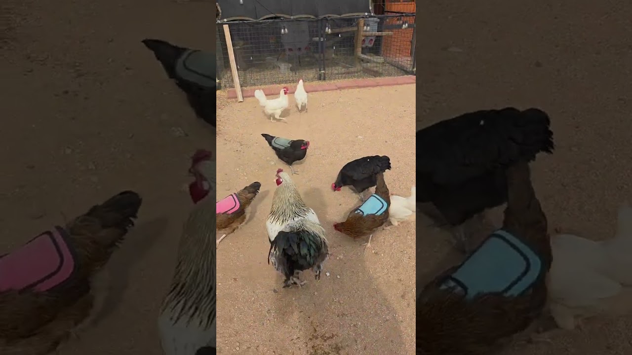Tahitian Serenade by family visiting from Takapoto and Tahiti.  #chickens #Tahiti #Takapoto 