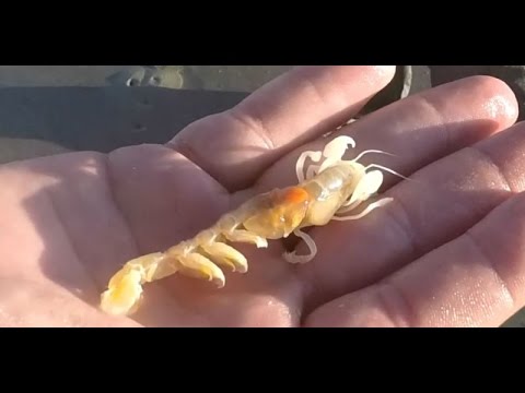 Ghost Shrimp Pumping: Catching Your Own Bait 