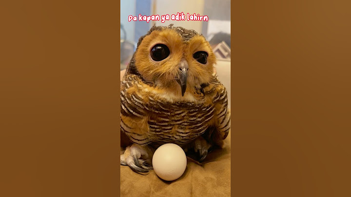 Makan telur burung hantu #burunghantu #owl #animalfunny #animal #funny