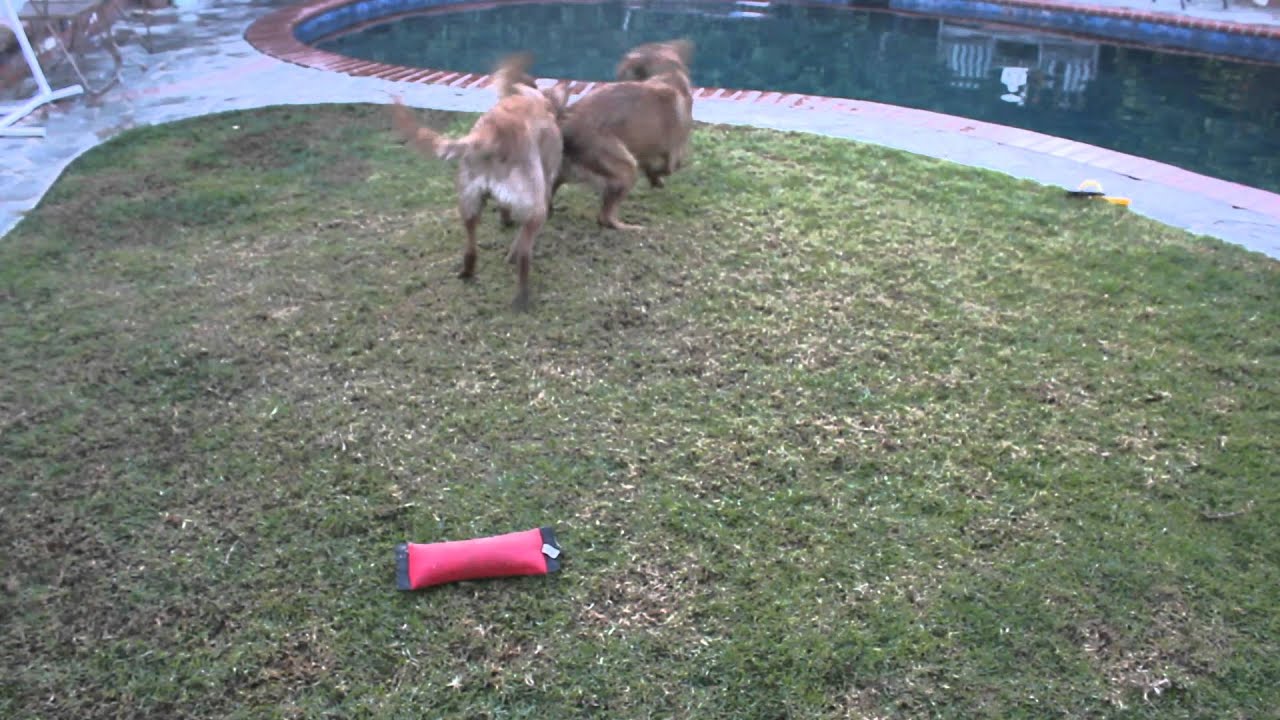 Kona & Calea Topbrass Golden Retrievers YouTube