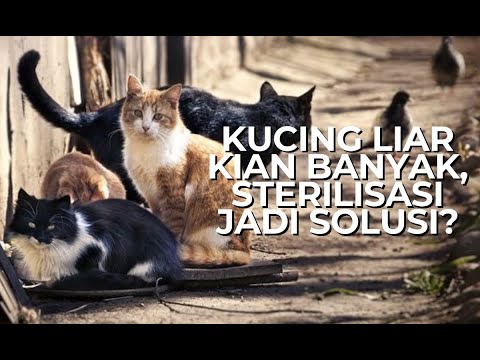 Video: Penetapan Peraturan Boleh Mengakibatkan Masalah Jangka Panjang Bagi Kucing