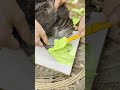 Oh My! Someone Painted Chicken Wings Green, So Special