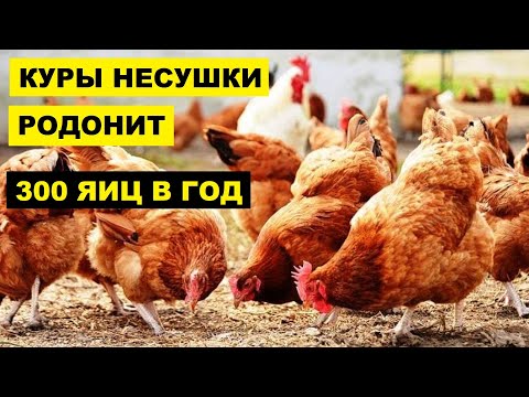 Разведение Кросс кур