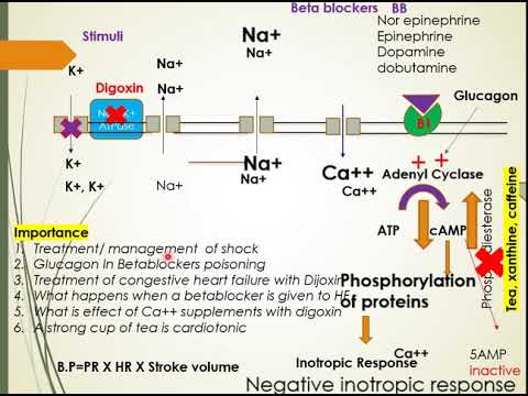 Inotropic drugs in ANS Pharmacology Part 2