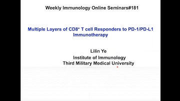 Multiple Layers of CD8 T Cells responding to PD 1:PD L1 Immunotherapy
