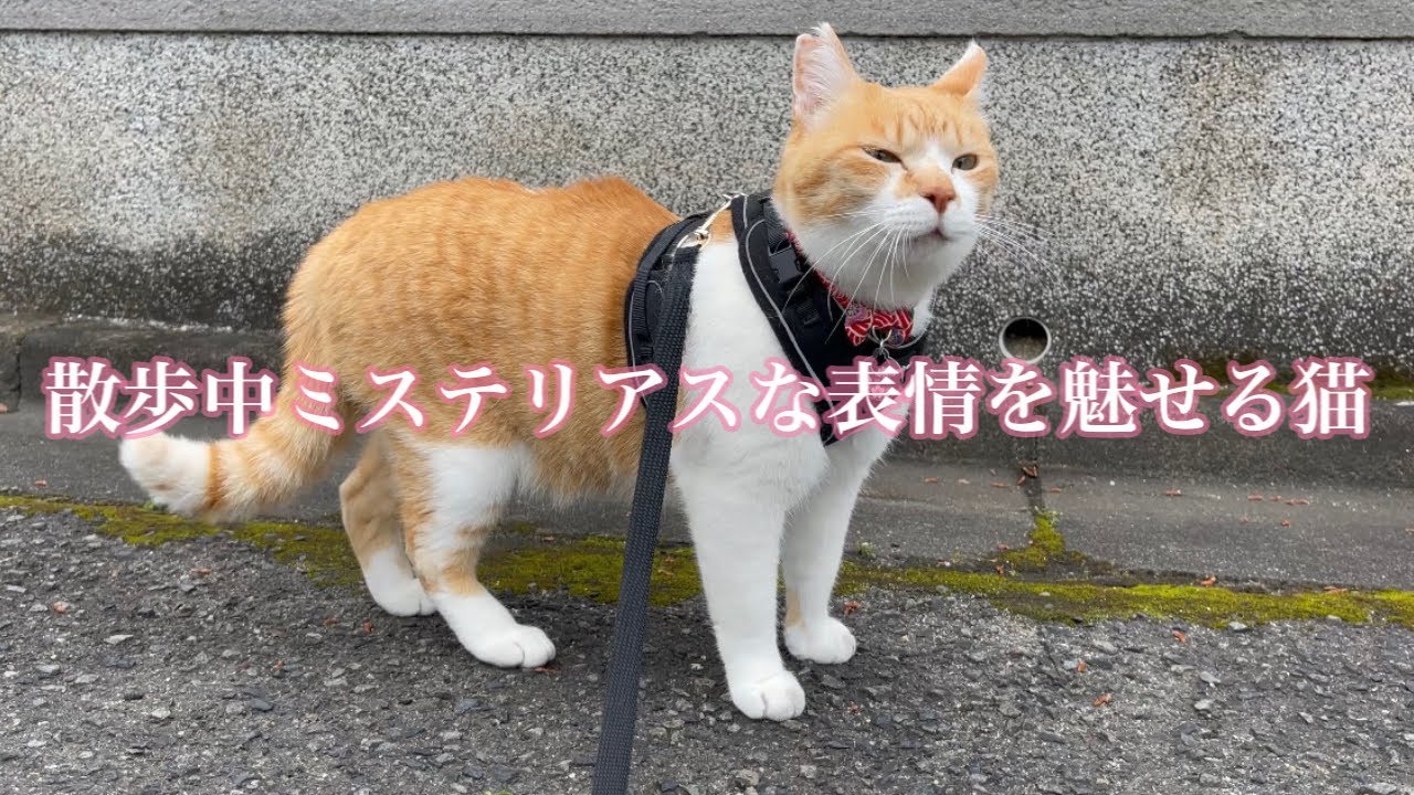 Never Bored Watching Him! A Cat with Ever-Changing Expressions