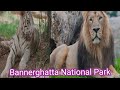 Bannerghattas wildlife wonderland 2024