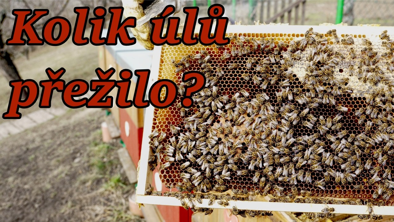 První jarní prohlídka včel 🐝