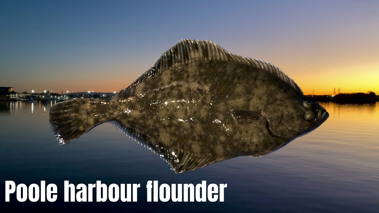Beach Fishing Poole Harbour Flounder 2/2 YouTube