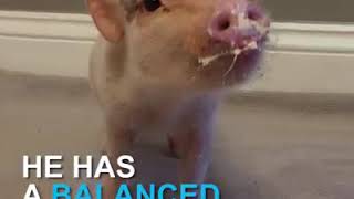 This Pig Cute Could Be Your New Best Friend | 9GAG it