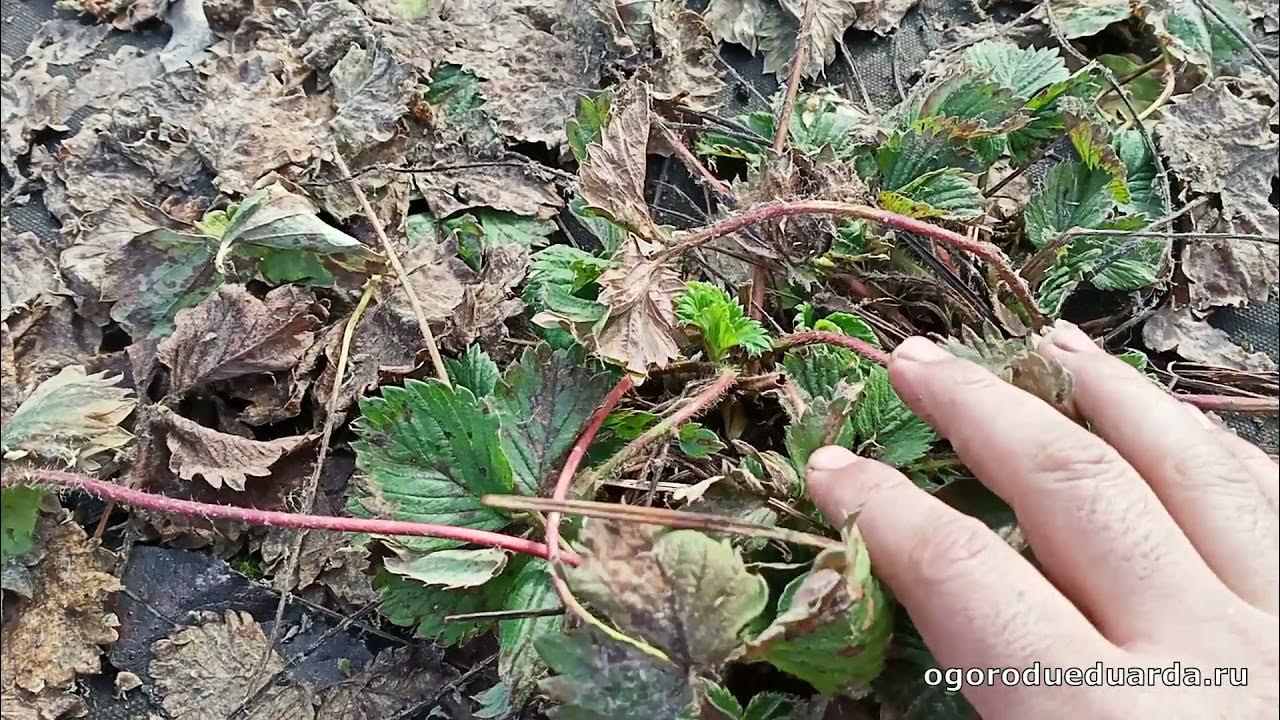 Клубника после зимы что делать в первую. Уход за клубникой весной после зимы для начинающих пошагово. Обработка клубники весной после схода снега. Как обрезать клубнику весной после зимы для начинающих. Как весной прочистить клубнику.