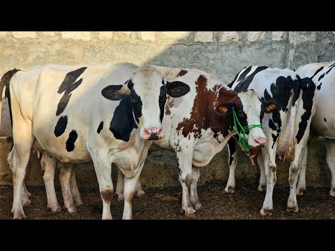 ابقار ألماني اقرع عالي الانتاج 40لترا مزرعة احمد صبوح الحريري بتاريخ 10 3لتواصل 0997192642