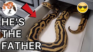 Celebrity FIRST CLUTCH OF SNAKE EGGS EVER! + EXPENSIVE GIVEAWAY!! | BALL PYTHONS Wealth