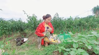 Download Lagu ALHAMDULILLAH TANAMAN CABAI BU UMI SUDAH PANEN  MP3 Download Lagu ALHAMDULILLAH TANAMAN CABAI BU UMI SUDAH PANEN  MP3