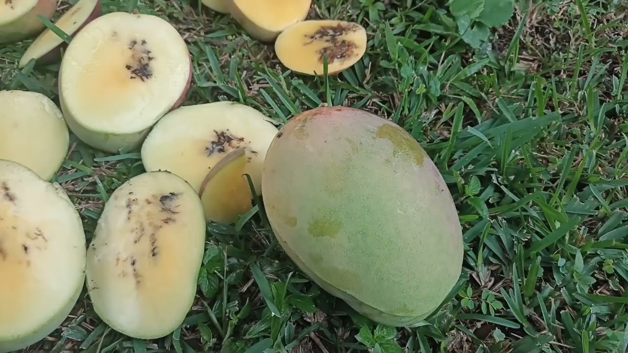 como controlar la mosca de la fruta en el mango.