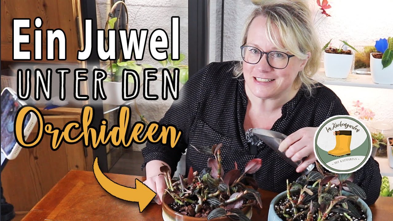 🌼🌵 Zimmerpflanzen MONTAG #6 | Ich habe sie grob vernachlässigt- meine Juwelorchidee #ludisiadiscolor