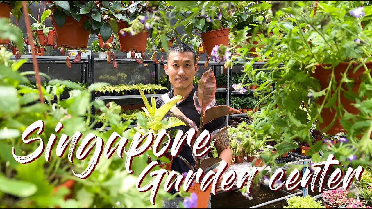Master Common Plant Names And Care Tips + Singapore Plant Prices At Far East flora